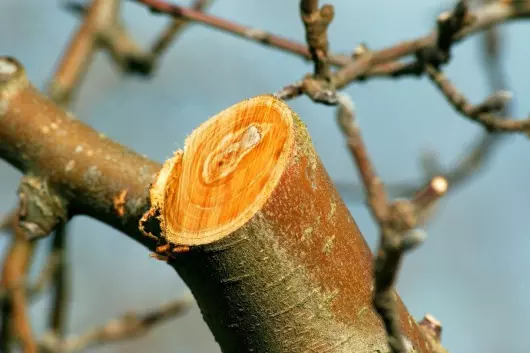 przycinanie starych pędów fot. bellakadife - Fotolia