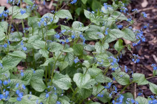 Brunnera macrophylla fot. By Denis.prevot CC BY-SA 3.0 Wikimedia Commons