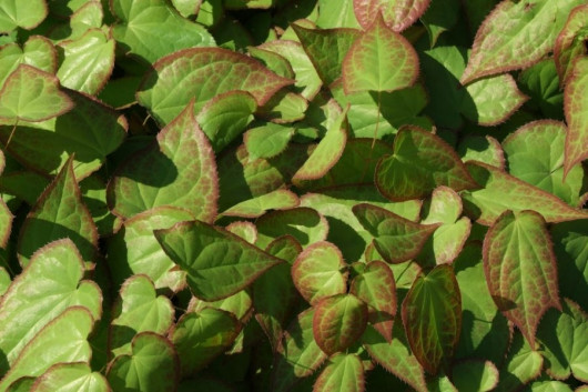 Epimedium wielkokwiatowe fot. Jerzy Opioła GFDL Wikimedia Commons