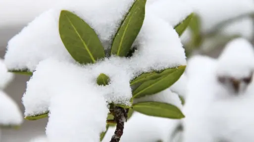 Kiedy zdjąć zimowe osłony z roślin ogrodowych? Podpowiadamy!