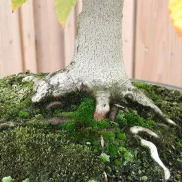 bonsai pień i korzenie fot. Melissa Squires - Freeimages