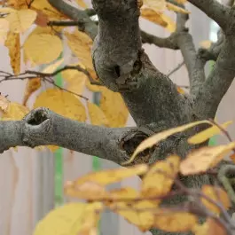 bonsai gałęzie fot. Melissa Squires - Freeimages