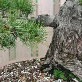 bonsai pień i konary fot. Melissa Squires - Freeimages