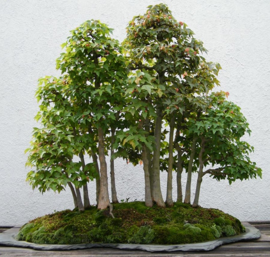 lasek bonsai fot. Sarah Stierch CC BY 4.0 Wikimedia Commons