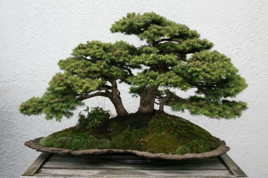 drzewko bonsai fot. Cliff Flickr