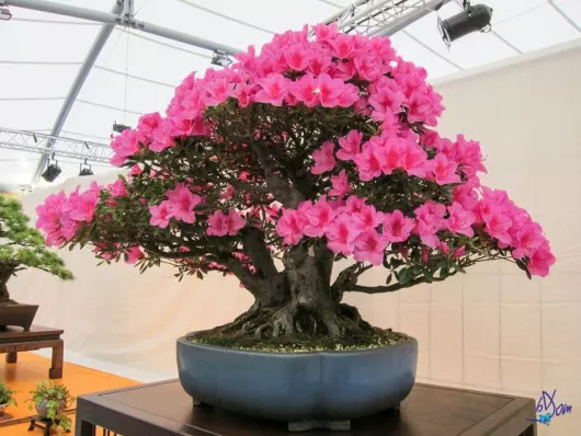 kwitnąca azalia bonsai fot. bDom via Foter.com