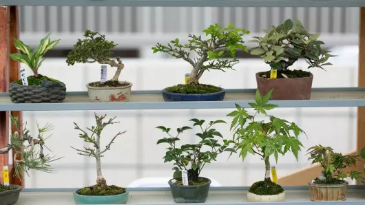 bonsai inspiracje fot. Norio NAKAYAMA Flickr