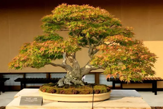 bonsai klon palmowy fot. Norio NAKAYAMA Flickr