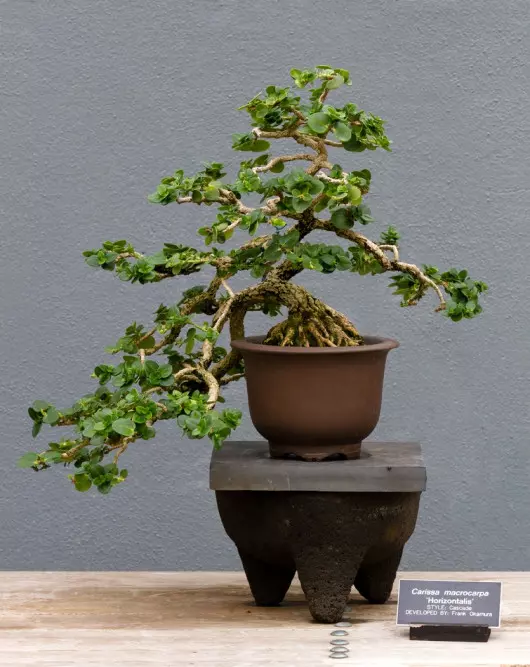 Carissa macrocarpa bonsai fot. PierreSelim