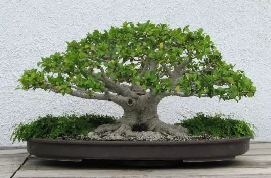 fikus bonsai fot. Ragesoss CC BY-SA 3.0 Wikimedia Commons