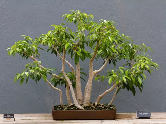 lasek bonsai Ficus benjamina fot. PierreSelim CC BY 3.0 Wikimedia Commons