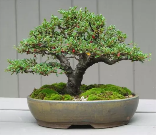 irga bonsai fot. OpenEye via Foter.com CC BY-SA