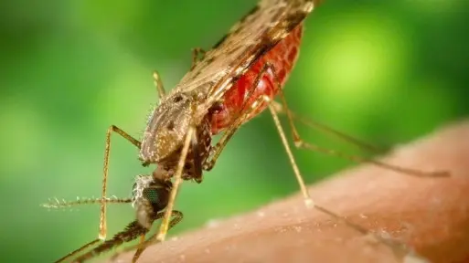 Jak pozbyć się komarów z domu i ogrodu? Skuteczne sposoby