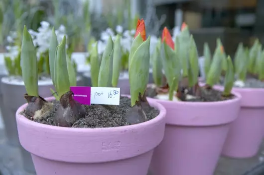 pędzenie cebul tulipanów fot. Flower Council Holland