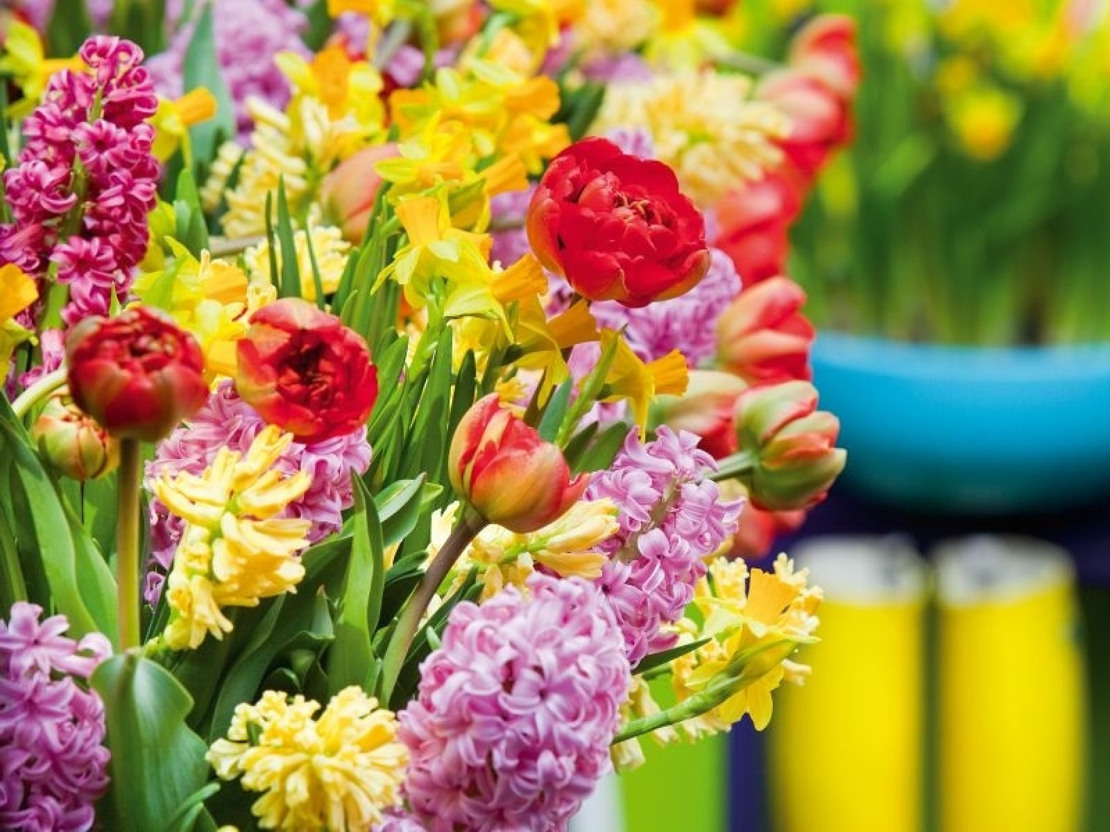 Wiosenne bukiety z kwiatów cebulowych - kolorowe inspiracje | Zielony  Ogródek