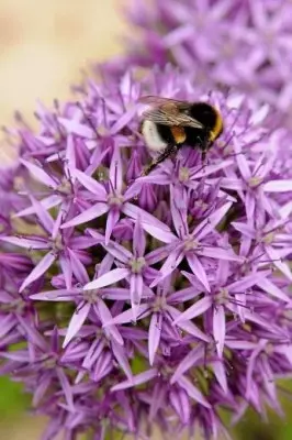 Allium aflatunense – czosnek okazały