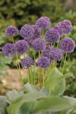 Allium caeruleum – czosnek błękitny