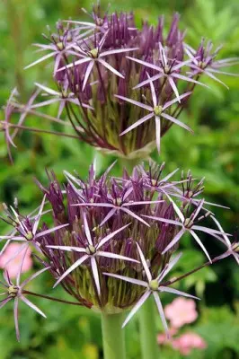 Allium christophii – czosnek białawy