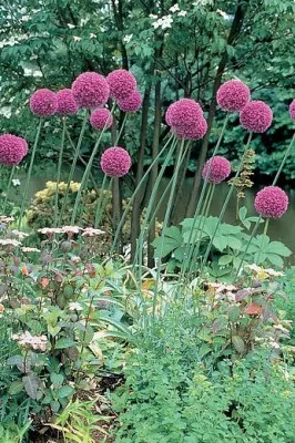 Allium giganteum – czosnek olbrzymi