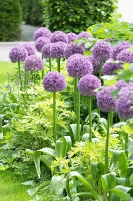 Allium macleanii Globemaster