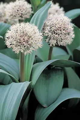 Allium karataviense – czosnek karatawski 