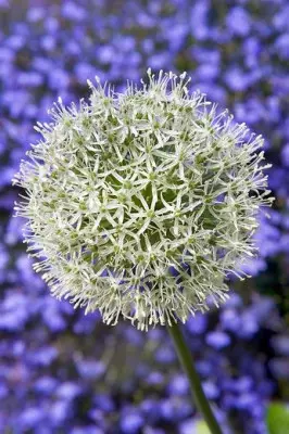 Allium Mount Everest