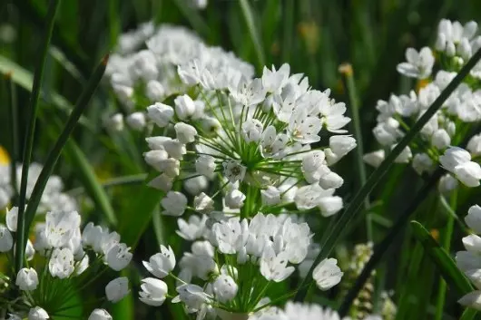 Allium neapolitanum – czosnek neapolitański 