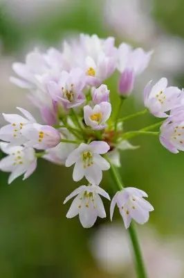 Allium roseum – czosnek różowy