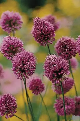 Allium sphaerocephalon czosnek główkowaty