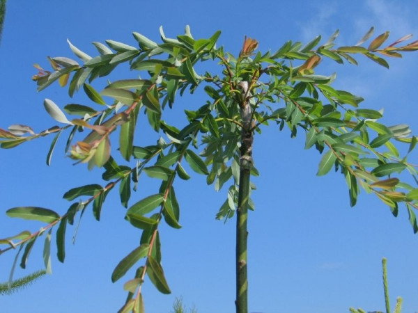 wierzba Salix integra Pendula  fot. Bronisław Jan Szmit