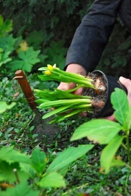 sadzenie cebulek do ogrodu fot. iBulb