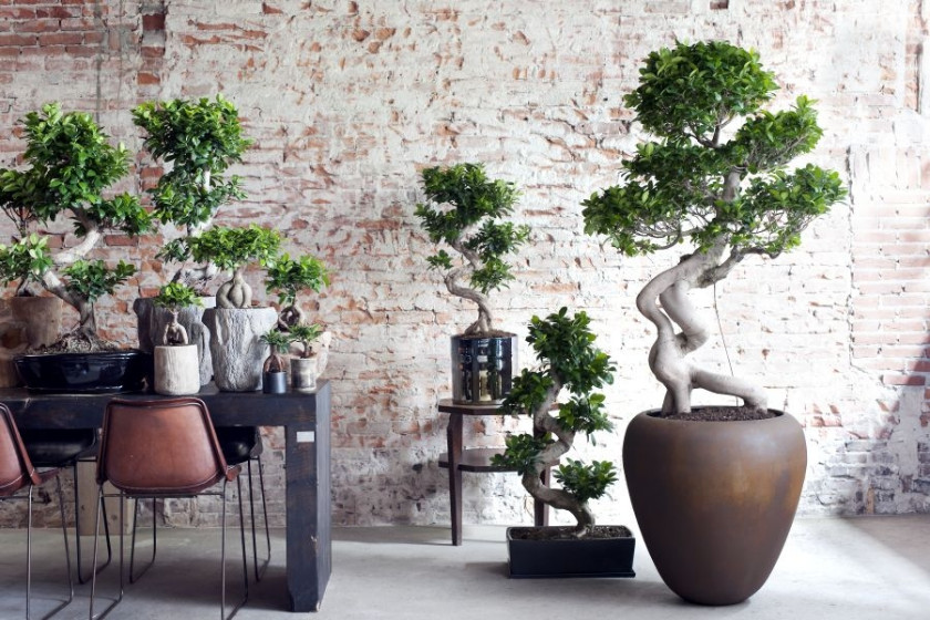 Bonsai Ficus Ginseng