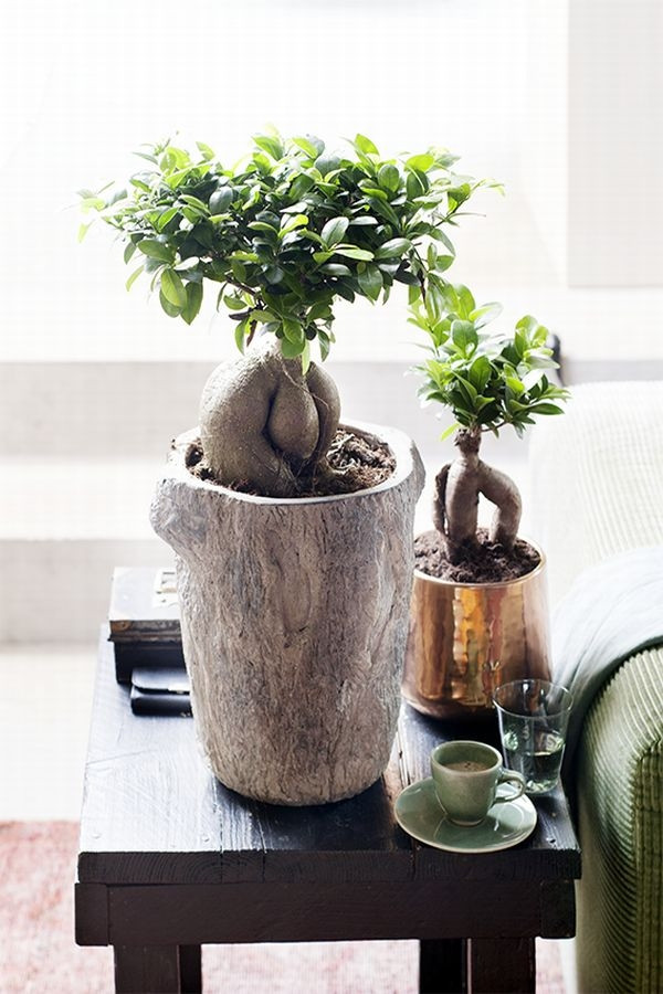 Bonsai Ficus Ginseng