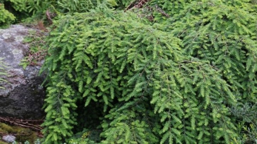 Choina kanadyjska 'Pendula'