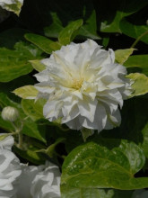 Clematis Maria Skłodowska Curie, fot. twórca odmiany Szczepan Marczyński