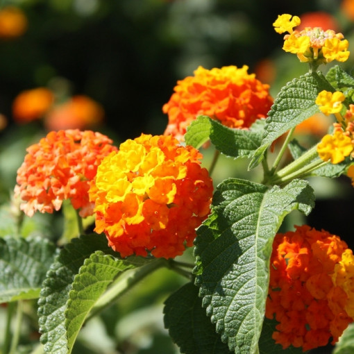 Lantana pospolita