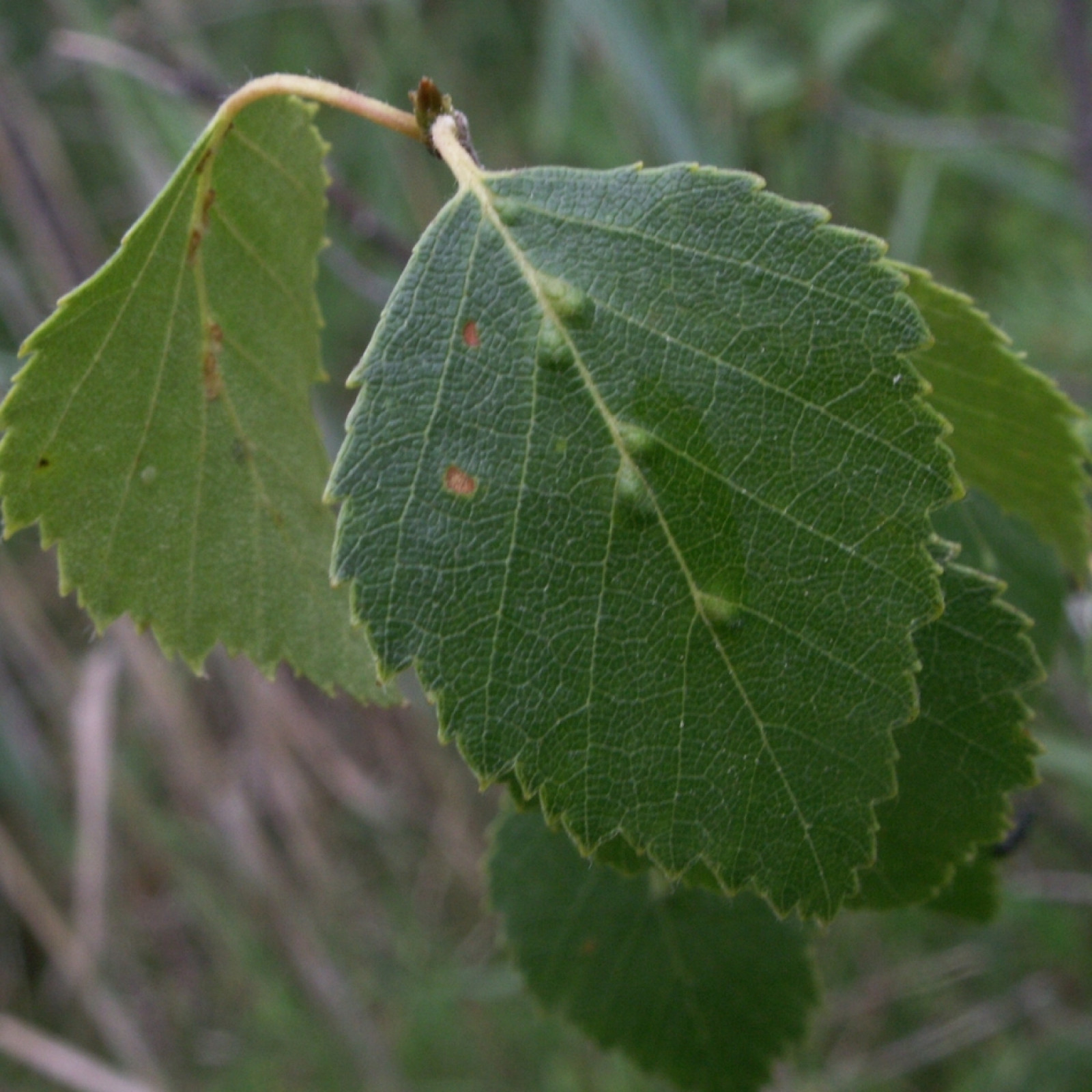 brzoza-omszona-betula-pubescens-opis-wygl-d-wymagania-uprawa-i
