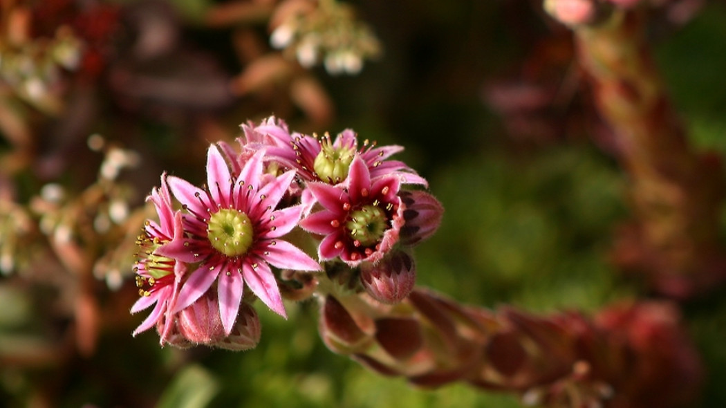 Rojnik murowy (Sempervivum tectorum) fot. Malene Thyssen/CC BY-SA 3.0 - wikimedia commons