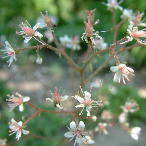 Skalnica cienista