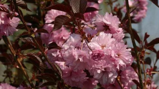 Wiśnia piłkowana 'Royal Burgundy'