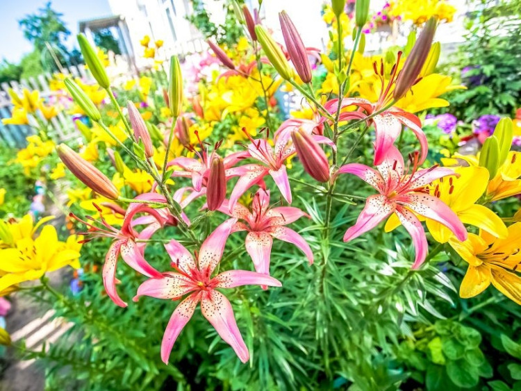 Pielęgnacja roślin cebulowych kwitnących latem i jesienią | Praktyczne porady