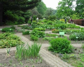 Ogród Botaniczny Uniwersytetu Wrocławskiego