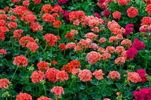 pelargonie na rabacie w ogrodzie fot. mimau - Fotolia.com