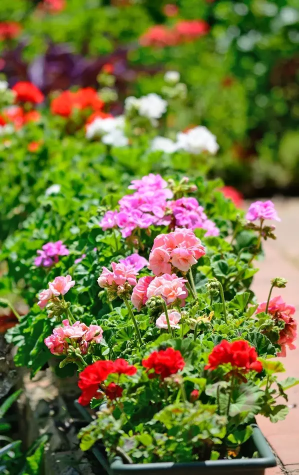 kwitnące pelargonie w doniczce fot.  Gabriele Maltinti - Fotolia.com