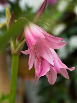 Crinum fot. iBulb