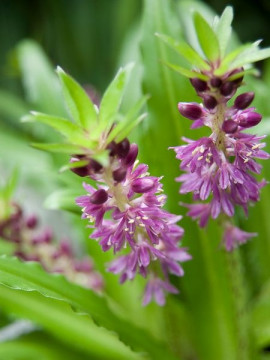 Eucomis fot. iBulb