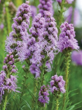 Liatris fot. iBulb