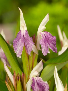 Roscoea fot. iBulb