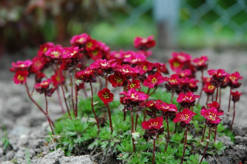 Saxifraga Peter Pan fot. Monika Szczepaniak