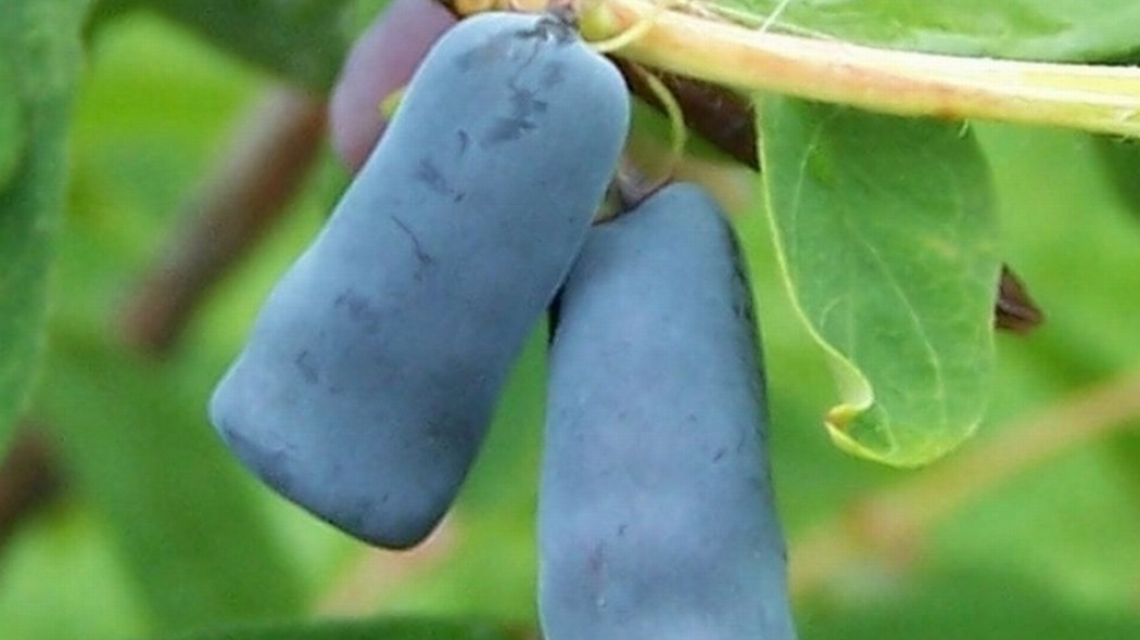 Jagoda kamczacka Lonicera caerulea var kamtschatica